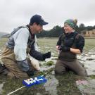 Scientists exploring a bed of seagrass