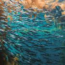 A school of sardines swimming in front of several pieces of brown kelp.