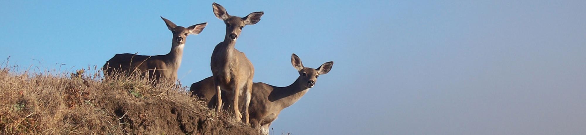 Deer FAQ
