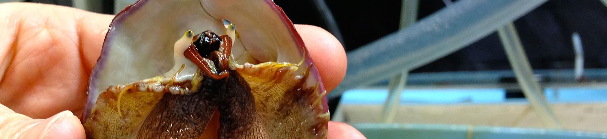 abalone