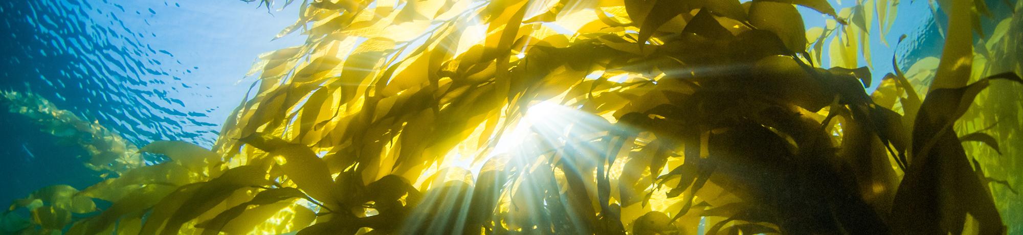An underwater image of kelp leaves lit from behind