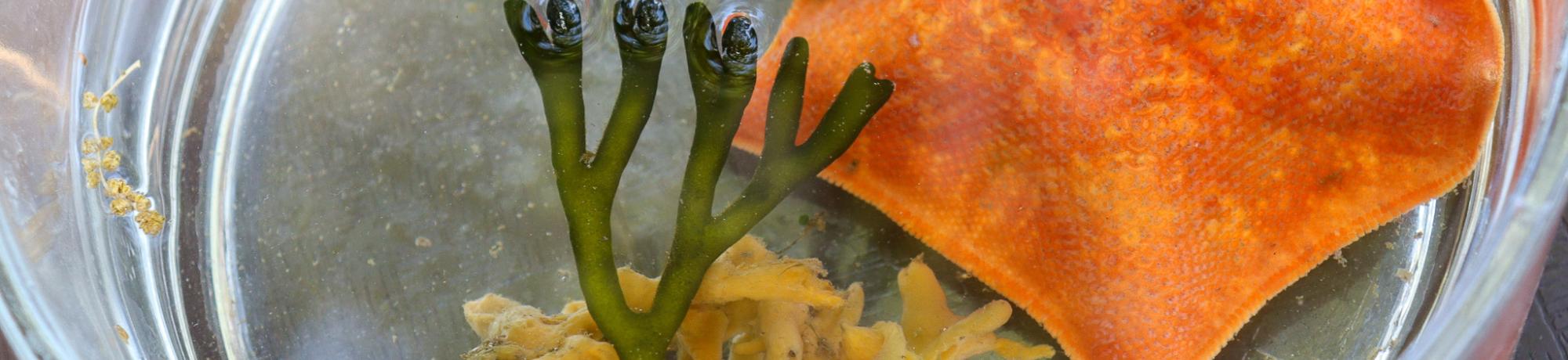 A glass container filled with sponge, algae, and an orange bat star.