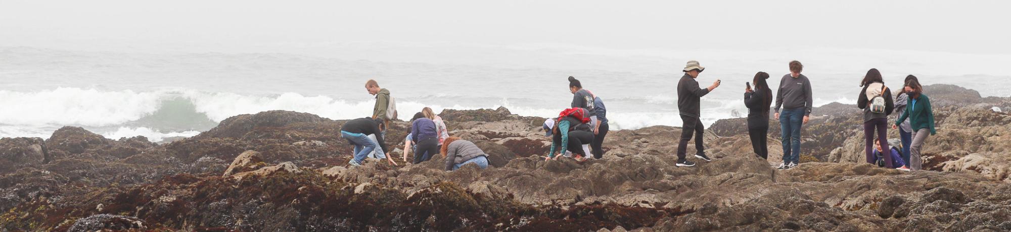 A group of students scattered across a coastal bluff, many reaching down to look at marine organisms on the rocks.