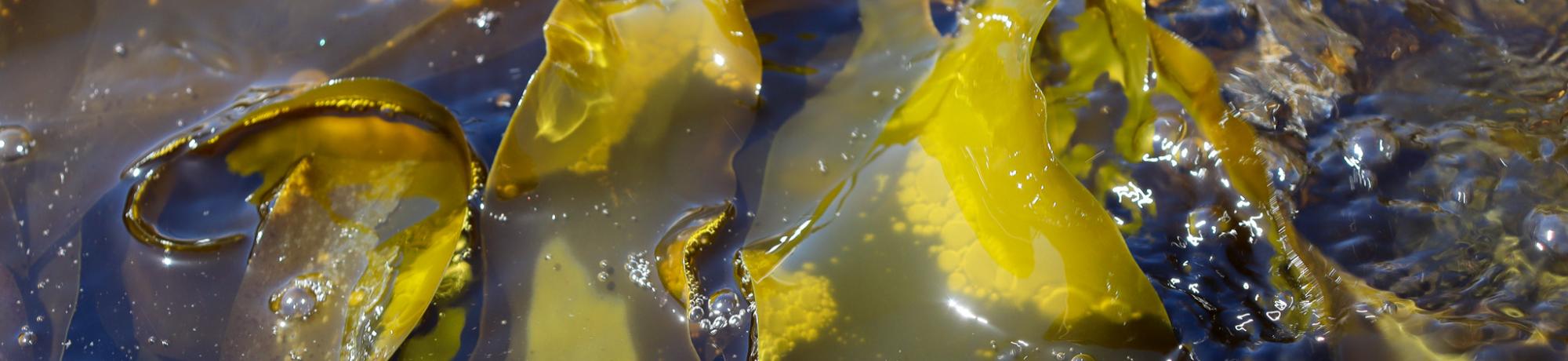 Conservation Header