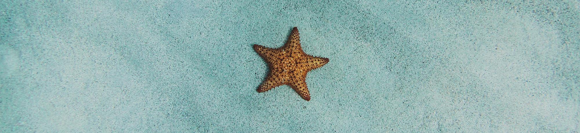 A brown sea star against a pale blue watery background